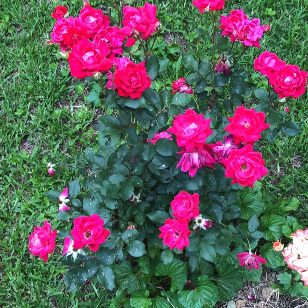 Meet your Posher, Wish